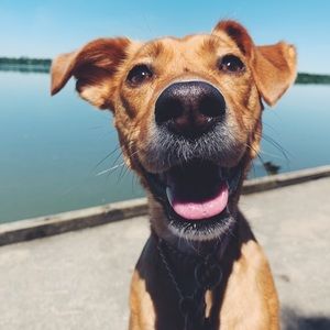 Meet your Posher, Riley